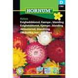 Hornum Krukker, Planter & Dyrkning Hornum Evighedsblomst Kæmpe Blanding