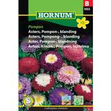 Krukker, Planter & Dyrkning på tilbud Hornum Asters Pompon Blanding Pompon