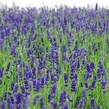 Sommerblomster Lavendel 'Hidcote Blue'
