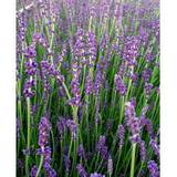 Krukker, Planter & Dyrkning Lavendel 'Munstead'