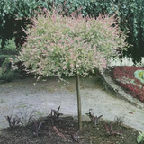 Halvskygge Prydbuske Japansk Pil - Salix Nishiki