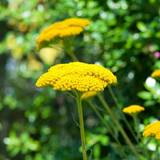 Stauder Suttons Achillea Plants - Millefolium Summer Pastels