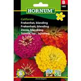 Hornum Krukker, Planter & Dyrkning Hornum Frøkenhat frø, California blanding
