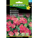 Krukker, Planter & Dyrkning Hornum Blomsterkarse frø, Cherry Rose