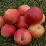 Grøntsagsfrø Discovery - Æbletræ 5-8 grene