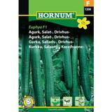 Grøntsagsfrø Hornum Agurk, Salat-, drivhus- Futura F1