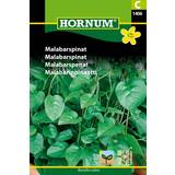 Hornum Malabarspinat C
