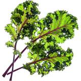 Click and Grow Krukker Click and Grow & Smart Garden refill Raudona Kale 3pcs