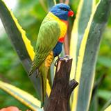 Glas Dekorationer Wildlife Garden træfugl - regnbue lorikeet Dekorationsfigur