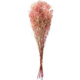 Tørrede blomster J-line Tørrede blomster, Gypsophila pink