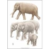 Dekorationsfigurer Koustrup & Co. Kunsttryk A3 Elefant Dekorationsfigur