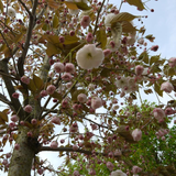 Prunus serr. 'Shirofugen' bundpodet JAPANSK