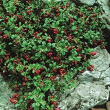 Frø Vaccinium vitis-idaea 'Erntekrone' Tyttebær