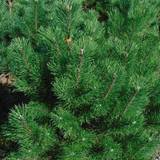 Brændegrill Pinus Uncinata Spp. Fransk Bjergfyr, Salgshøjde: