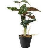 Kunstige planter Bahne Begonia Kunstig plante