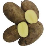 Læggekartofler Darling Læggekartofler 1,5 Kg. Middel