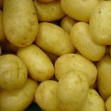Læggekartofler Økologiske Læggekartofler Tinca 1,5 Kg. Middel