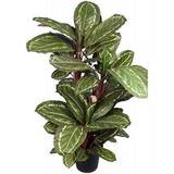 Mr Plant Maranta grön/röd H Dekorationsfigur