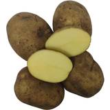 Bygxtra Hamlet Læggekartofler 1,5 Kg. Tidlig