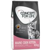 Concept for Life 2/3 store poser Maine Coon