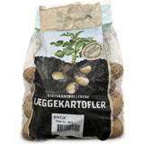 Grøntsagsfrø Bintje Potato Seed 1.5kg