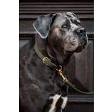 Hundehalsbånd & -Seler Kæledyr Kentucky Dogwear flettet nylonhundehalsbånd Olive Green 00S