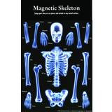 Magnetiske symboler Magnetisk skelet