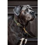 Hundehalsbånd & -Seler Kæledyr Kentucky Plaited Nylon Dog Collar - Olivengrøn