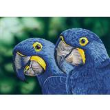 Diamond Dotz painting kit: blue hyacinth macaws