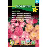 Hornum Floks, Sommer-, blanding, Cecily-Mix