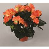 Orange Brugskunst Begonia Kunstig plante
