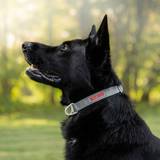 Siccaro Hundehalsbånd & -Seler Kæledyr Siccaro Sealines Dog Collar Silver S