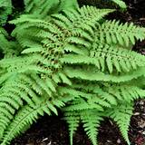 Hvid Planter Athyrium filix-femina ' Alm. fjerbregne