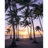 Komar Palmtrees on Beach (4597563)