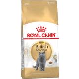 Katte Kæledyr Royal Canin British Shorthair Adult