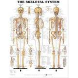 The Skeletal System Anatomical Chart (Hæftet, 2000)