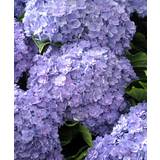 Planter Hortensia 'Together Blue' - Busk
