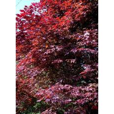 Pyntetræer Japansk Ahorn 'Atropurpureum'