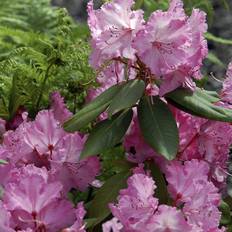 Rhododendron 'Anastasia'