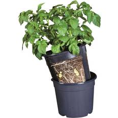 Potteplanter Gardenlife Potato Pot