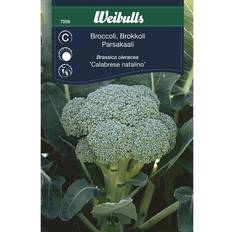 Weibulls Broccoli
