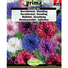 Prima Blomsterfrø Prima Kornblomst Blanding