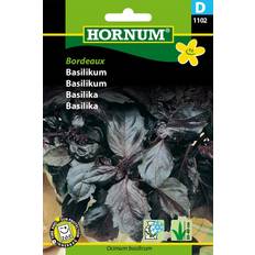 Krydderurtefrø Hornum Basilikum, rød, Bordeaux D