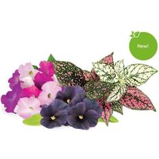 Click and Grow & Plant Pod Vibrant Flower Mix