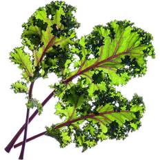 Click and Grow & Smart Garden refill Raudona Kale 3pcs