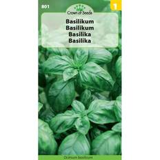 Grøn Basilikum frø 5