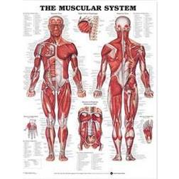 Muscular System Chart Laminated (Hæftet, 2003)