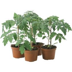 Gemini Tomatplante