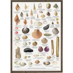 Koustrup & Co. Sea Mussels and Snails Plakat 42x59.4cm