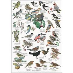 Koustrup & Co. Garden Birds Plakat 21x29.7cm